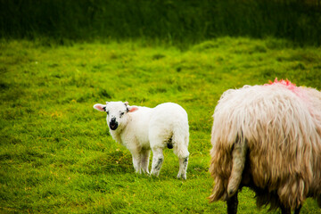 Spring landscape and sheeps in the lands of Ireland