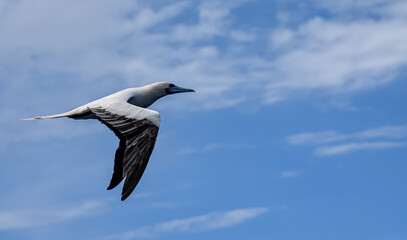 Seabird Masked, Blue-faced Booby (Sula dactylatra) flying over the blue and calm ocean. Seabird is hunting for flying fish jumping out of the water.