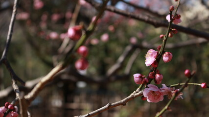 梅

