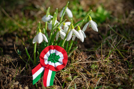 close up tricolor rosette symbol of the hungarian national day 15th of march with snowdrop fair maid flower