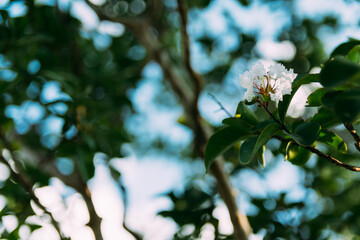 Arbol de jupiter flor blanca