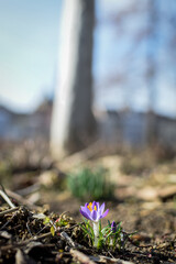 flowers in the forest