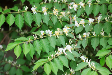 Obraz premium Medicinal plant honeysuckle in the park, North China