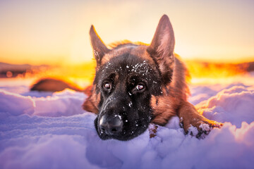 German shepherd dog on the snow at the sunset, golden hour, winter time, dog in winter, winter wonderland