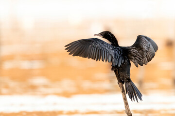 Dwergaalscholver, Pygmy Cormorant, Phalacrocorax pygmeus
