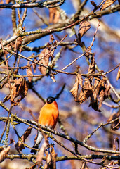 bird on a branch