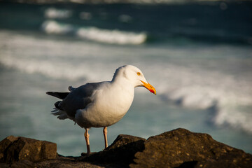 Fototapeta premium Spring landscape and seagull in the lands of Ireland
