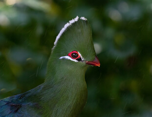 Portrait of a turaco