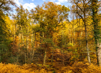 autumn in the forest 2