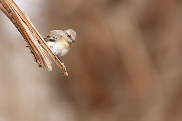Oostelijke Blonde Tapuit, Eastern Black-eared Wheatear, Oenanthe melanoleuca