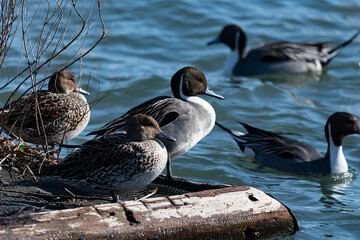 木場潟に遊ぶ水鳥たち