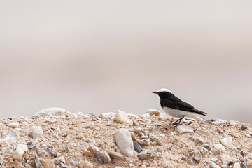 Monnikstapuit, Hooded Wheatear, Oenanthe monacha