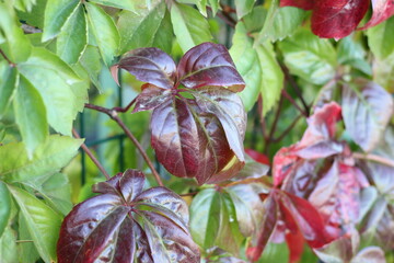 Obraz premium close up of red and green leaves