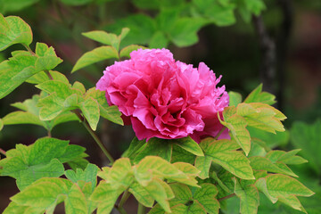 Beautiful Peony in the botanical garden, North China