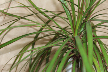 
leaves of home miniature palm tree shrub dracaena close-up on the background of craft brown crumpled paper