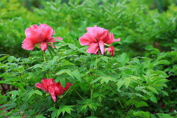 Beautiful Peony in the botanical garden, North China