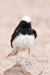 Monnikstapuit, Hooded Wheatear, Oenanthe monacha
