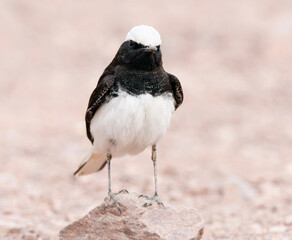 Monnikstapuit, Hooded Wheatear, Oenanthe monacha
