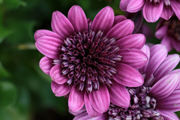 Close up of a beautiful pinkflower