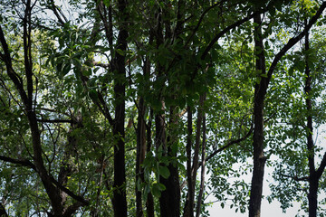 Fototapeta premium Long old tree branch and green leaf background