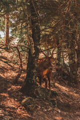 Obraz na płótnie Canvas reindeer in the forest