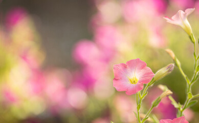 Petunia flower  with morning , Pink petals, bright, bloom, warm,And bloom in the morning, space for text, focus on petals , on green background and blurred flowers, close up.