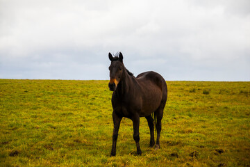 Spring landscape and horses in the lands of Ireland