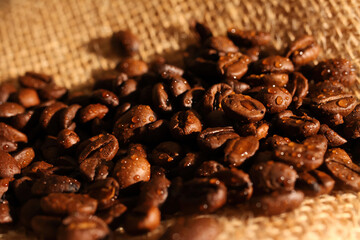 Macro closeup of pile fresh roasted organic wet coffee beans with water drops on jute fabric sack (focus on center)