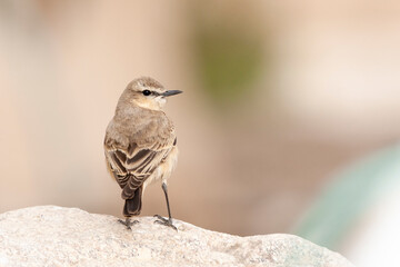 Izabeltapuit, Isabelline Wheatear, Oenanthe isabelline
