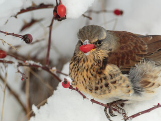 Fieldfare eating a rosehip in the snow