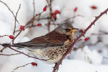 Fieldfare perched on a branch