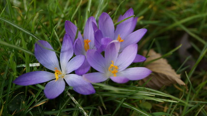 purple crocus flowers in spring