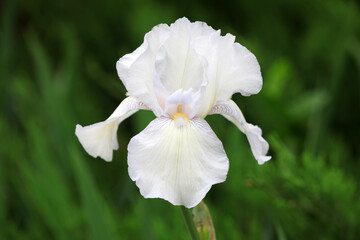 Iris flowers in botanical garden, North China