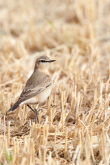Izabeltapuit, Isabelline Wheatear, Oenanthe isabelline