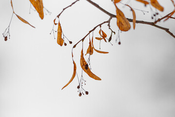 Close up of dry linden branches and leaves