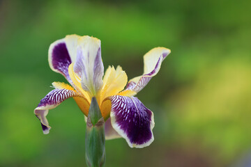 Iris flowers in botanical garden, North China
