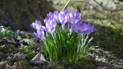 spring flowers in the garden