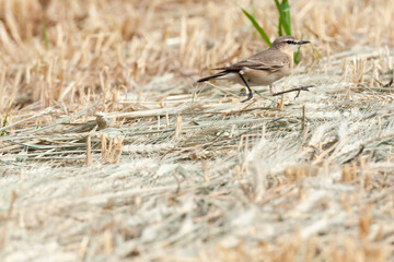 Izabeltapuit, Isabelline Wheatear, Oenanthe isabelline
