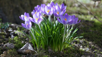 spring crocus flowers