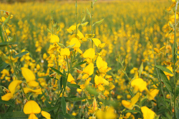 Sunnhemp , Crotalaria juncea , Thai people call " Thung Po Thueang "