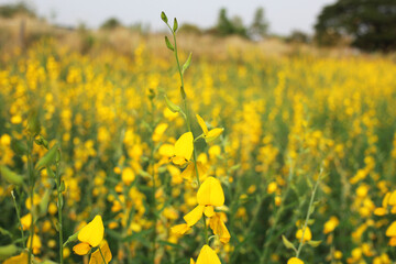 Obraz premium Sunnhemp , Crotalaria juncea , Thai people call 