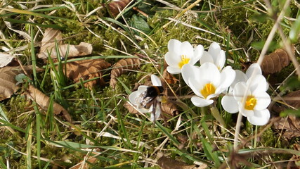 white crocus flowers