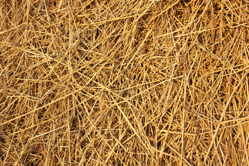 Details close up shot of Wheat Haystack in farmer field, Pattern background