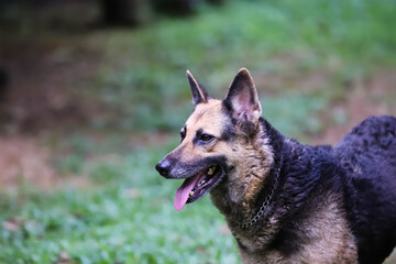 Portrait of german shepherd dog