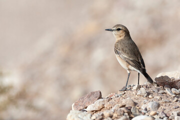 Izabeltapuit, Isabelline Wheatear, Oenanthe isabelline