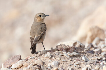 Izabeltapuit, Isabelline Wheatear, Oenanthe isabelline