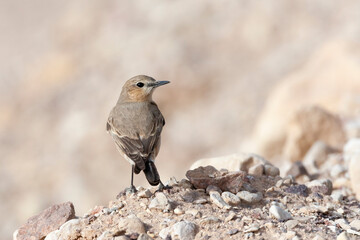 Izabeltapuit, Isabelline Wheatear, Oenanthe isabelline
