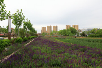 Fototapeta na wymiar Beautiful Salvia japonica in the park, North China