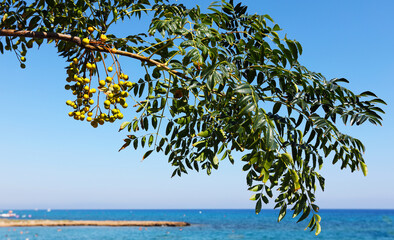 Green branch of an olive tree on the background of the sea. Greek sea landscape. The harvest of olives. For wallpapers, textiles, backgrounds, tiles and floors.