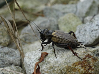 Gryllus campestris, the European field cricket or simply the field cricket on the stones.